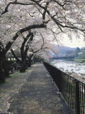 Cherry Blossoms  Sakura  Hakone  Japan