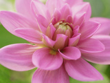 Dahlia X Bluesette (Park Dahlia)  Close-up of Pink Flower