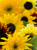 Helianthus (Mixed Cut Flower)