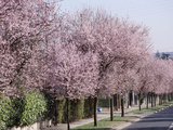 Prunus Cerasifera "Pissardii" Lining a Road with Blossom in Spring