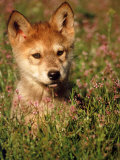 Six-week-old Wolf Pup  Colorado