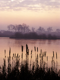 Bullrushes