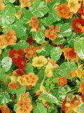 Tropaeolum 
