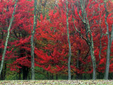 Autumn in West Virginia