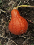 Squash Pumpkin (Golden Hubbard) in Garden  September