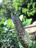 Javan Green Peafowl  Zoo Animal