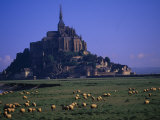 Morning with Flock of Sheep  Normandy
