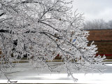 Tree Branches After an Ice Storm