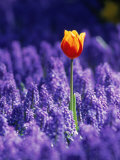 Tulip  Holland