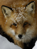 Red Fox  Winter  USA