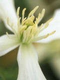 Clematis Armandii  Snowdrift  March