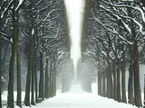 Snow on Tree Lined Avenue in Park  Misty View Parc De Sceaux  France