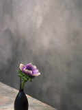 Pink Anemone in Vase