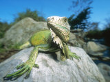 Green Iguana in Stream-Side Natural Habitat  Lambayeque Province  Peru