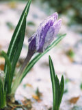 Crocuses in Spring Snow  Braintree  MA