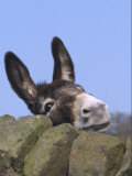 Donkey  Peering Over a Stone Wall  UK