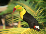Parrot in Bird Park  Bay Islands  Hd