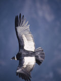 Andean Condor  Adult Female in Flight  Colca Canyon  Southern Peru