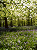 Bluebells and Beech Leaves in Oak Woodland  Forest of Dean  Gloucestershire