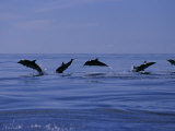 Striped Dolphins  Porpoising  Azores  Portugal