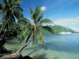Moorea  Society Islands  French Polynesia