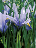 Iris Reticulata (Cantab)  February
