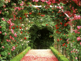 Rose Arches at Bagatelle Garden Paris  France