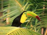 Parrot in Bird Park  Bay Islands  Hd