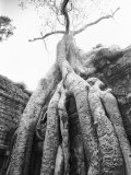 Tree Ta Prohm  Angkor  Cambodia