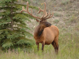 Elk Standing by Tree  Jasper National Park  Canada
