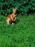 Kangaroo at Southwick Animal Farm  MA