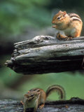Two Eastern Chipmunks