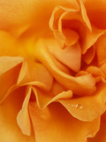 Rosa "Tennessee" Close-up of Orange Flower