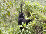 Mountain Gorilla  Female Climbing for Food  Rwanda