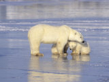 Polar Bears  Mother and Cub  Manitoba  Canada