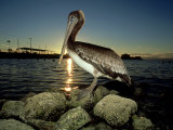 Brown Pelican  Baja California  Mexico