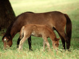 Wild Spanish Mustangs  Outer Banks NC