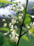 Prunus Padus (Bird Cherry)  Almond-Scented White Flowers  Late Spring