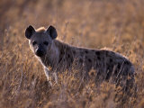 Spotted Hyena  Crocuta Crocuta  Tanzania