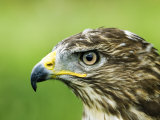 Common Buzzard  Profile Portait  UK
