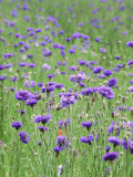 Wildflower Meadow with Cornflowers (Centaurea Cyanus) Rundale Barn