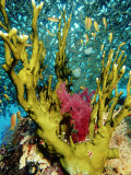 Fire Coral  and Table Coral  Acropora Valenciennesi