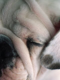 Dog Sleeping