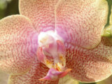 Orchids