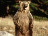 Grizzly Bear Standing in Field