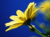Yellow Daisy