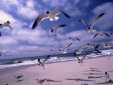 Gulls Flying Over Beach  Ocracoke Island  NC