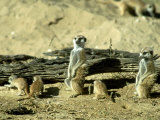 Meerkat (Suricate)  Adults Watching Over Young Pups  Kalahari Gemsbok National Park