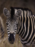 Burchell's Zebra  Equus Burchelli