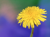 Common Dandelion  Taraxacum Officinale Flower  Great Smoky Mtns National Park  TN